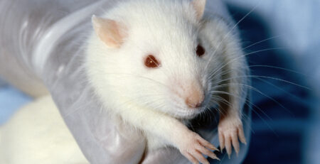 Research Mice